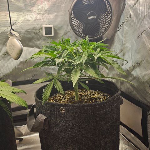 Sour Diesel growlog timeline photo