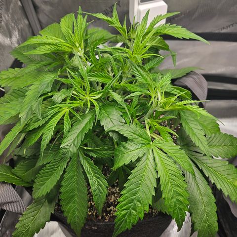 Strawberry Gorilla growlog timeline photo