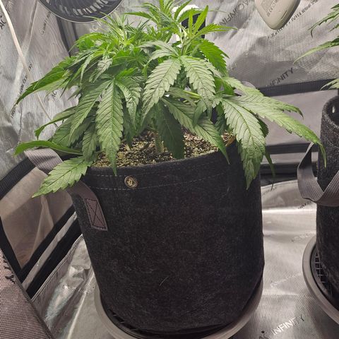 Strawberry Gorilla growlog timeline photo