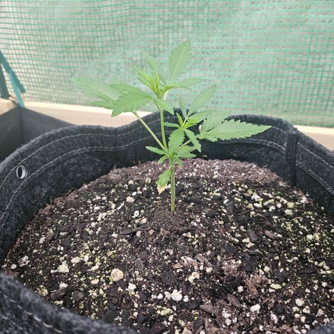 Banana Purple Punch Auto growlog timeline photo