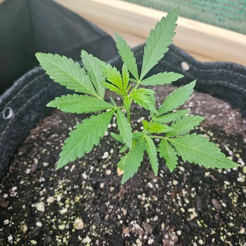 Banana Purple Punch Auto growlog timeline photo
