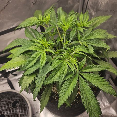 Sour Diesel growlog timeline photo