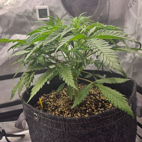 Sour Diesel growlog timeline photo