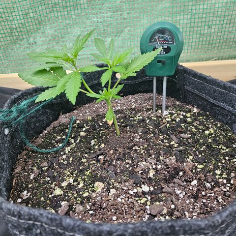 Banana Purple Punch Auto growlog timeline photo