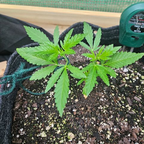 Banana Purple Punch Auto growlog timeline photo
