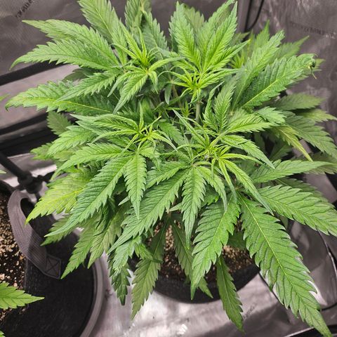 Sour Diesel growlog timeline photo