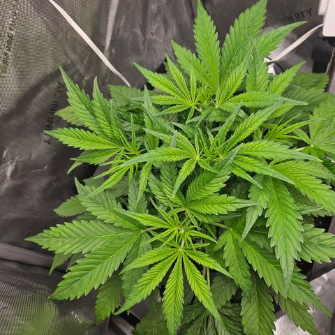 Strawberry Gorilla growlog timeline photo