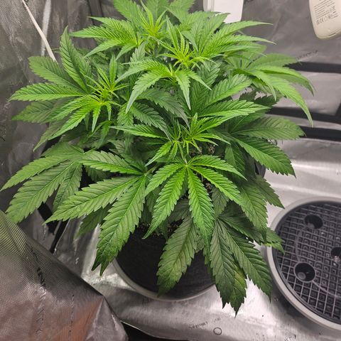 Strawberry Gorilla growlog timeline photo