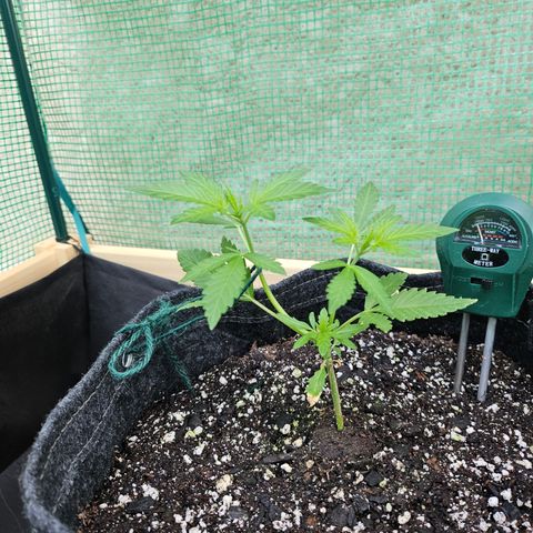 Banana Purple Punch Auto growlog timeline photo