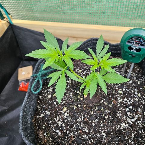 Banana Purple Punch Auto growlog timeline photo