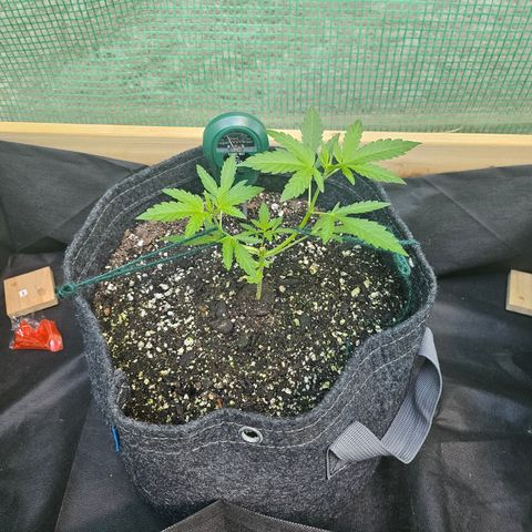 Banana Purple Punch Auto growlog timeline photo