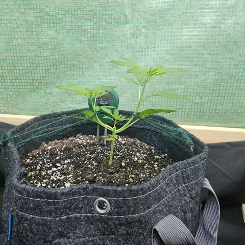Banana Purple Punch Auto growlog timeline photo