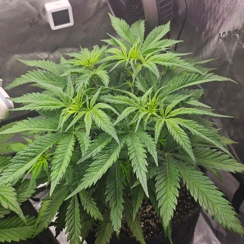 Sour Diesel growlog timeline photo