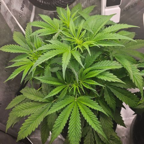 Strawberry Gorilla growlog timeline photo