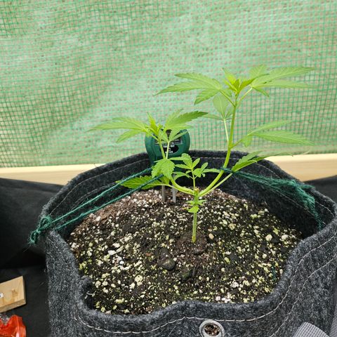 Banana Purple Punch Auto growlog timeline photo