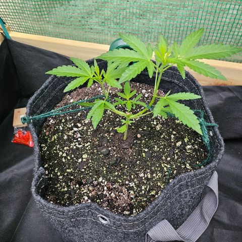 Banana Purple Punch Auto growlog timeline photo