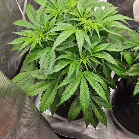 Strawberry Gorilla growlog timeline photo