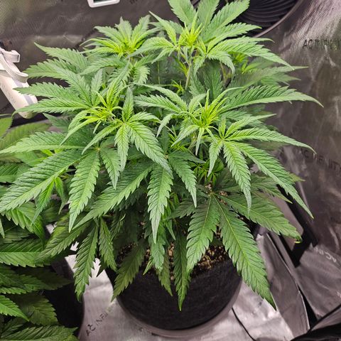 Sour Diesel growlog timeline photo