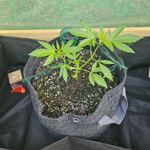 Banana Purple Punch Auto growlog timeline photo