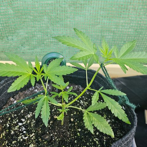 Banana Purple Punch Auto growlog timeline photo