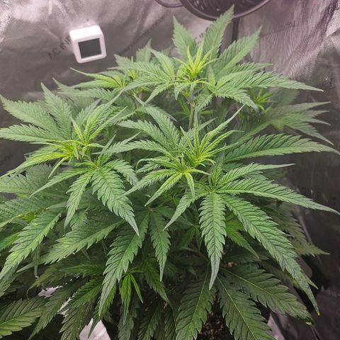 Sour Diesel growlog timeline photo