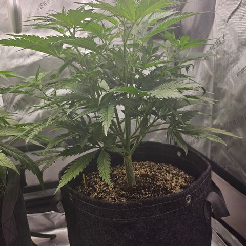Sour Diesel growlog timeline photo