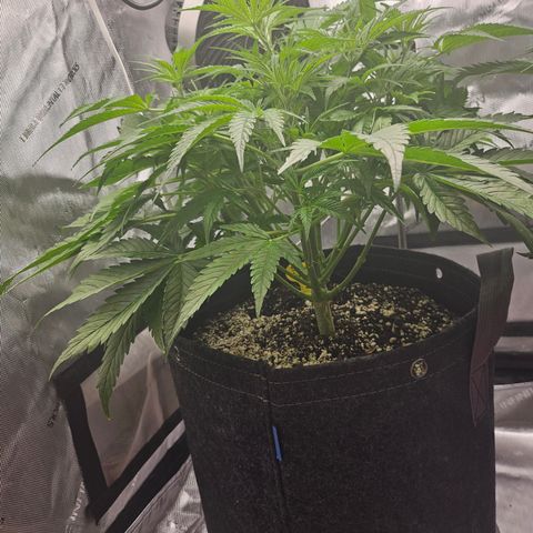 Strawberry Gorilla growlog timeline photo