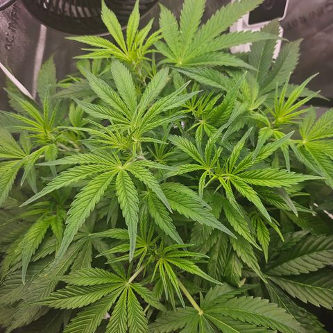 Strawberry Gorilla growlog timeline photo