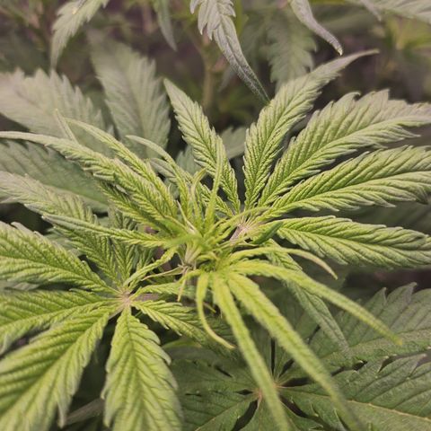 Sour Diesel growlog timeline photo