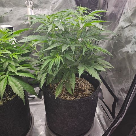Sour Diesel growlog timeline photo