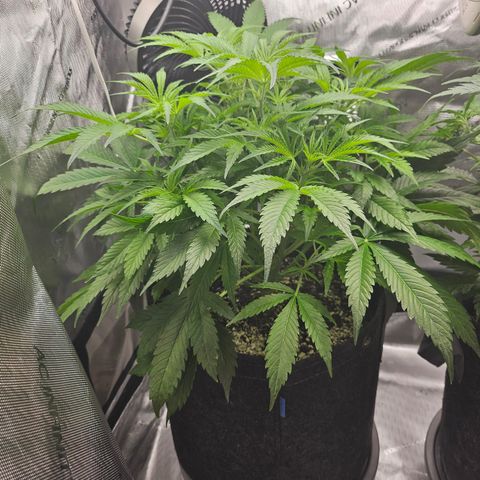 Strawberry Gorilla growlog timeline photo