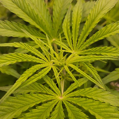 Strawberry Gorilla growlog timeline photo