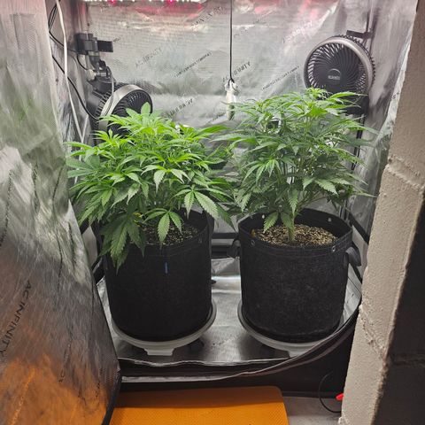 Strawberry Gorilla growlog timeline photo