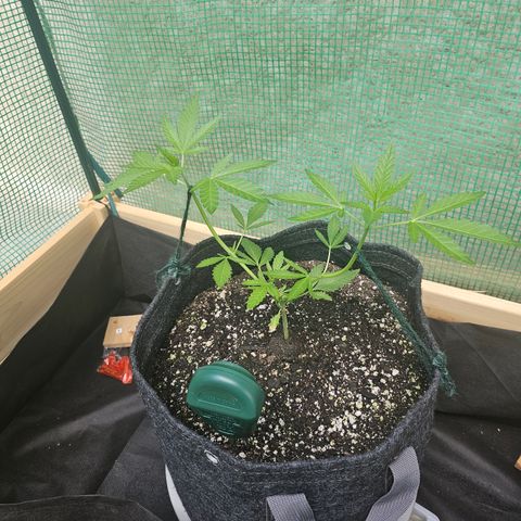 Banana Purple Punch Auto growlog timeline photo