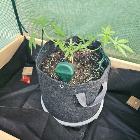 Banana Purple Punch Auto growlog timeline photo