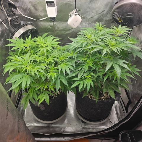 Strawberry Gorilla growlog timeline photo