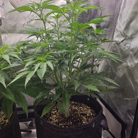 Sour Diesel growlog timeline photo