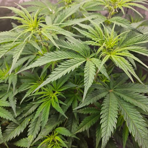 Sour Diesel growlog timeline photo