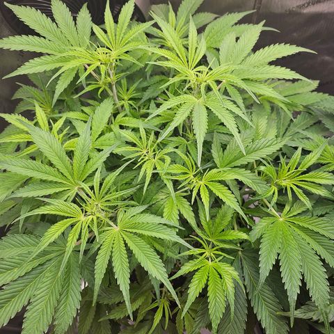 Strawberry Gorilla growlog timeline photo