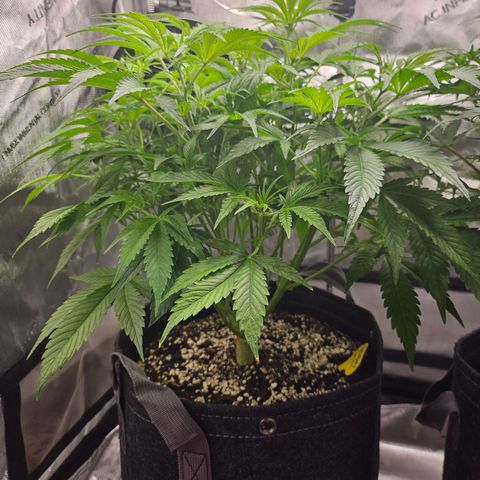 Strawberry Gorilla growlog timeline photo