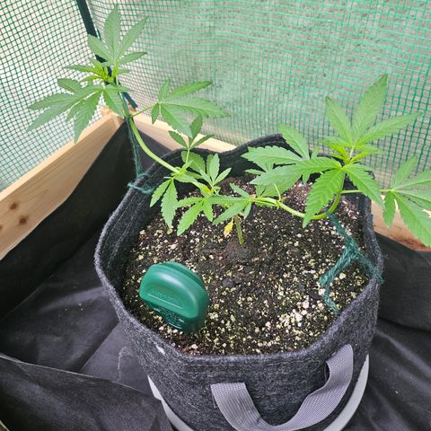 Banana Purple Punch Auto growlog timeline photo