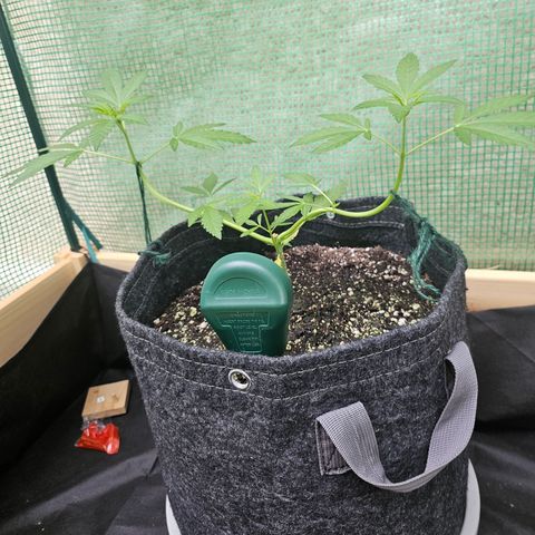 Banana Purple Punch Auto growlog timeline photo