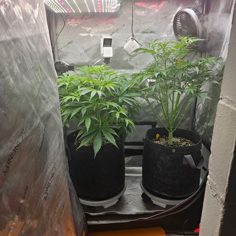 Strawberry Gorilla growlog timeline photo