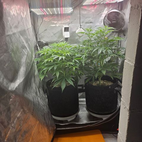 Strawberry Gorilla growlog timeline photo