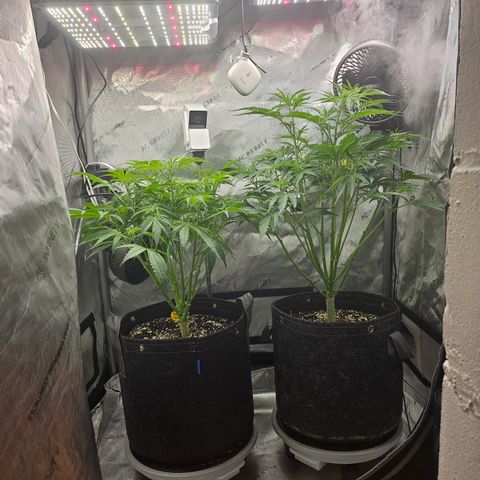 Strawberry Gorilla growlog timeline photo