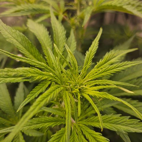 Sour Diesel growlog timeline photo
