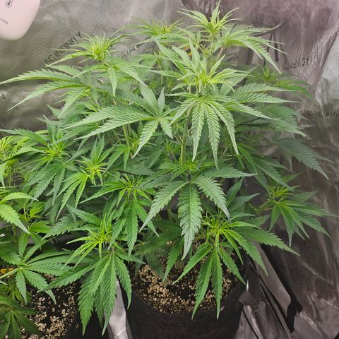 Sour Diesel growlog timeline photo