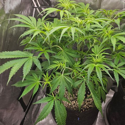 Strawberry Gorilla growlog timeline photo