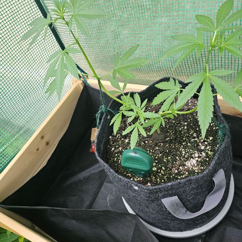 Banana Purple Punch Auto growlog photo: Idkwtfigo