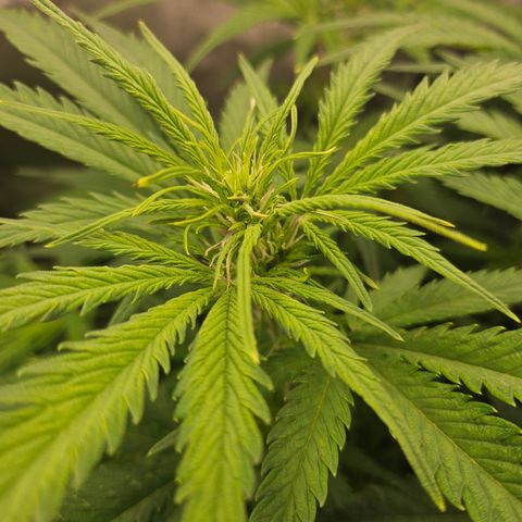 Sour Diesel growlog timeline photo